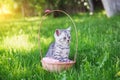 cute little fluffy gray kitten sitting in a basket on a pink coverlet in a green garden Royalty Free Stock Photo