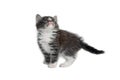 Portrait of a gray kitten Isolated on a white background