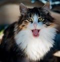 Cute little fluffy kitten is yawning.Striped, tricolor. A pet. Veterinary medicine.Beautiful green eyes Royalty Free Stock Photo