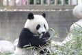 Giant Panda in Chengdu, China