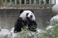 Giant Panda in Chengdu, China