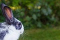 Cute little fluffy rabbit on green natural background. grey and white color bunny. Easter symbol. domestic pet. Royalty Free Stock Photo