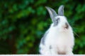 Cute little fluffy rabbit on green natural background. grey and white color bunny. Easter symbol. domestic pet Royalty Free Stock Photo