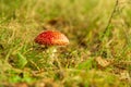 Cute little fly agaric (Amanita muscaria). Toxic mushroom with red and white dots Royalty Free Stock Photo