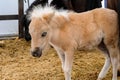 Cute little foal