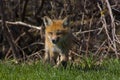 Cute little fox pup puppy walking out of the forest on to a glad