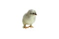 French Blue Copper Maran Chick Isolated over a White Background
