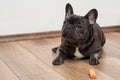 Cute little french buldog puppy Royalty Free Stock Photo