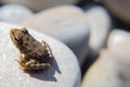 Cute little frog basking in the sun sitting on a large light stone-macro. Royalty Free Stock Photo