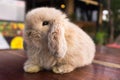 Cute a little funny brown rabbit isolated stand alone on wooden table in cafe background.