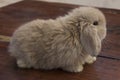 Cute a little funny brown rabbit isolated stand alone on wooden table.