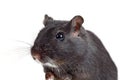 Cute little gerbil Royalty Free Stock Photo