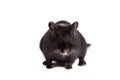 Cute little gerbil Royalty Free Stock Photo
