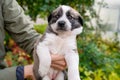 Cute little german shepherd puppy in the caring hands of the owner on green grass background. Portrait of little dog in Royalty Free Stock Photo