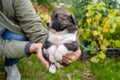 Cute little german shepherd puppy in the caring hands of the owner on green grass background. Portrait of little dog in Royalty Free Stock Photo