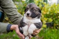 Cute little german shepherd puppy in the caring hands of the owner on green grass background. Portrait of little dog in Royalty Free Stock Photo