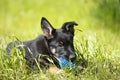 A cute little German Shepherd puppy Royalty Free Stock Photo