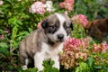 Cute little german shepherd puppy on green grass outdoor. Portrait of little dog in flowers. Home pets in nature. Royalty Free Stock Photo