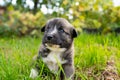 Cute little german shepherd puppy on green grass outdoor. Portrait of little dog in flowers. Home pets in nature. Royalty Free Stock Photo