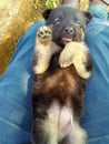 Cute little german shepherd puppy sleeping on lap of owner Royalty Free Stock Photo
