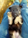 Cute little german shepherd puppy sleeping on lap of owner hd Royalty Free Stock Photo