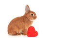 Cute little ginger decorative bunny,rabbit in profile on white background near red soft plush heart,isolated. Copy space Royalty Free Stock Photo