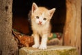 Cute little ginger kitten close up portrait in his wooden house Royalty Free Stock Photo