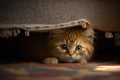 Cute little ginger kitten scared and hides under the bed Royalty Free Stock Photo