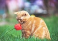 Cute little ginger kitten is sitting on the grass Royalty Free Stock Photo