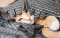 Cute little ginger kitten sleeping in gray blanket Royalty Free Stock Photo