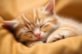 Cute little ginger kitten sleeping on yellow blanket. Shallow depth of field, Gigner kitten sleeping, AI Generated