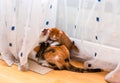 Little ginger-white kitten playing with adult tricolor cat. Cats play and scratch curtains.
