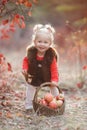 Cute little girl with a basket of red apples in the fall in the park Royalty Free Stock Photo