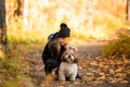Cute little girl in a black coat with a dog walk in the park. A child is training a dog. Faithful friends of man. Leisure with