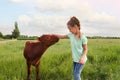 Cute little girl with calf in green field Royalty Free Stock Photo