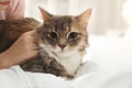 Cute little girl with cat lying on bed at home. First pet