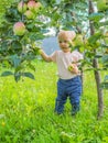 Cute little girl collects and eats apples from an apple tree on a background of green grass on a sunny day Royalty Free Stock Photo