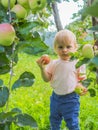 Cute little girl collects and eats apples from an apple tree on a background of green grass on a sunny day Royalty Free Stock Photo