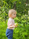 Cute little girl collects and eats apples from an apple tree on a background of green grass on a sunny day Royalty Free Stock Photo