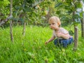 Cute little girl collects and eats apples from an apple tree on a background of green grass on a sunny day Royalty Free Stock Photo
