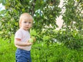 Cute little girl collects and eats apples from an apple tree on a background of green grass on a sunny day Royalty Free Stock Photo