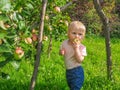 Cute little girl collects and eats apples from an apple tree on a background of green grass on a sunny day Royalty Free Stock Photo