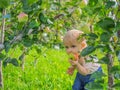 Cute little girl collects and eats apples from an apple tree on a background of green grass on a sunny day Royalty Free Stock Photo