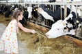 Cute little girl in dress gives hay for cow in Royalty Free Stock Photo