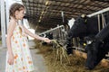 Cute little girl in dress gives hay for cow in Royalty Free Stock Photo