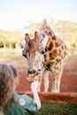 Little girl feeding giraffe in Africa Royalty Free Stock Photo