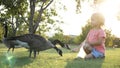 Cute little girl feeding wild geese at green summer meadow Royalty Free Stock Photo