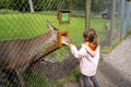 Little girl feeds hind through feeding hole in fence with carrots in autumn. Game park Wildpark, Dusseldorf, Germany Royalty Free Stock Photo