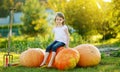 Cute little girl having fun with huge pumpkins on a pumpkin patch. Kid picking pumpkins at country farm on warm autumn day Royalty Free Stock Photo