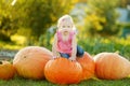 Cute little girl having fun with huge pumpkins on a pumpkin patch. Kid picking pumpkins at country farm on warm autumn day Royalty Free Stock Photo